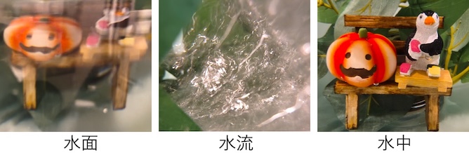 淡水水中写真サンプル